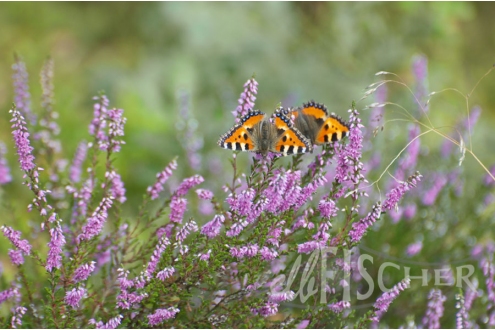 Schmetterlinge in der Heide_1
